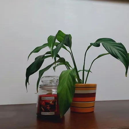 La Taniere Du Renard * Vallet